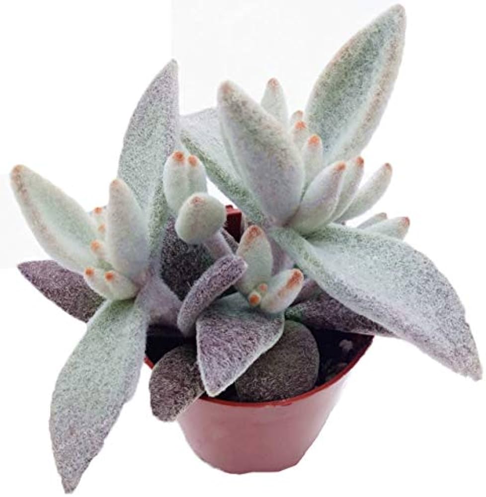 Kalanchoe Seeds Kalanchoe blossfeldiana for Planting in Indoor Garden & Flower Bed
