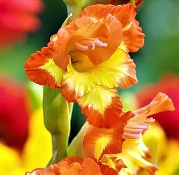 Gladiolus Yellow Orange Flower seeds blooming in flower beds, containers, borders, and pollinator-friendly gardens