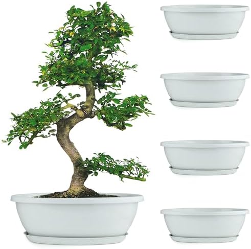Creative Bonsai Pot & Seed, Office Desktop Mini DIY Topf Plant Grass, Baby Gift