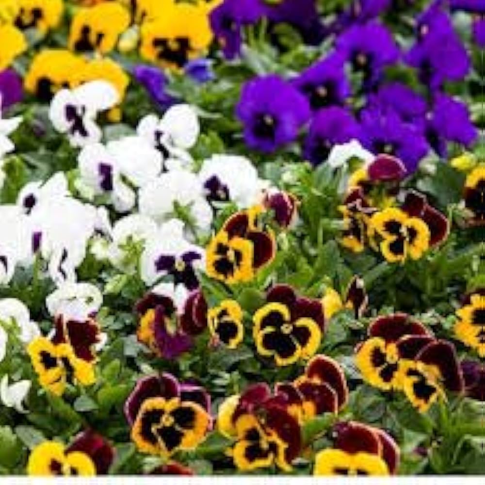 Swiss Mixed Pansy Flower Seeds Collection for Planting