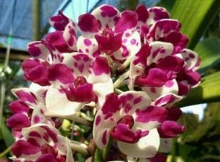 White Fuchsia Hybrida Flower Seeds for Planting – Cut Flower Favorite Heirloom & NonGMO Seeds for Home Garden
Sale for planting in home garden