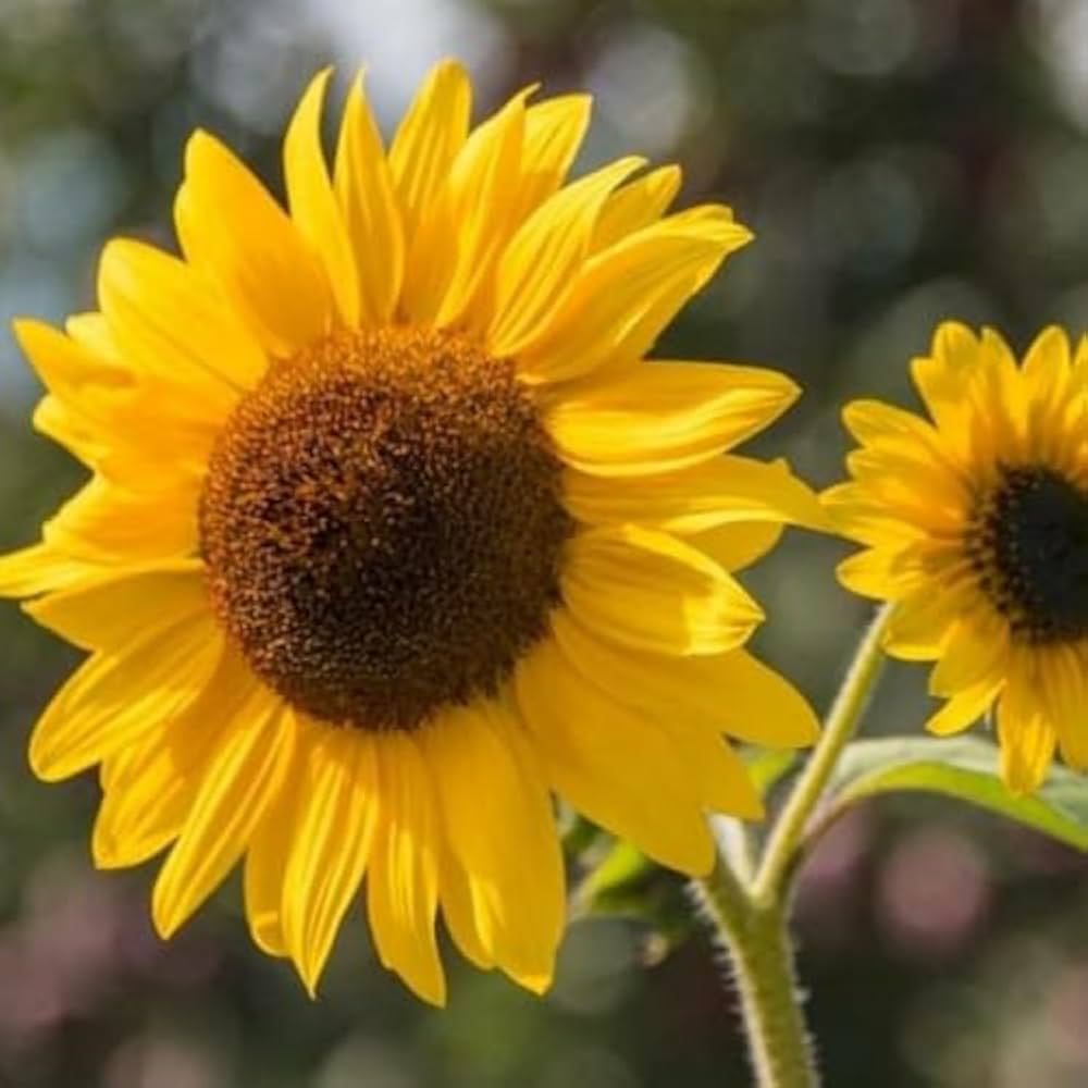 Mini Sunflower Helianthus annuus Seeds for Planting in Flower Bed and Garden