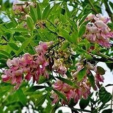 Gliricidia Sepium Tree Seeds for Planting - Bright Blooms, Heirloom & GMO Free Seeds for Home Garden
Sale seeds for home garden