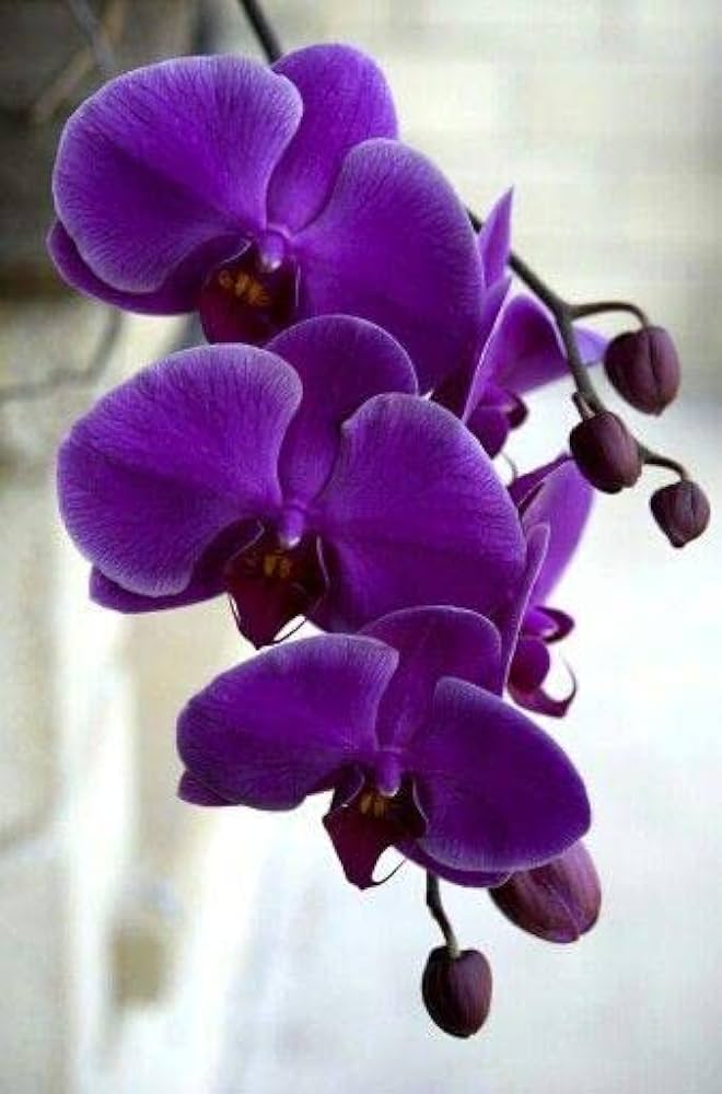 Violet Butterfly Orchid Flower seeds for Planting - Colorful Display, Heirloom & GMO Free Seeds for Home Garden