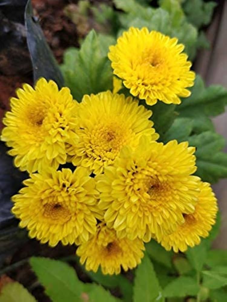 Sharklated Magic Flower Seeds for Dry-Tolerant Annual Plants
