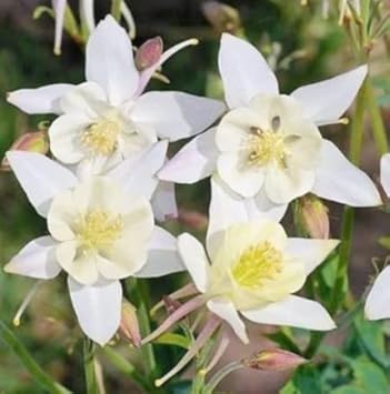 Lavender Amaryllis Flower Seeds for Planting Garden Favorite Heirloom & GMO Free Seeds for Home Garden
Sale for planting in home garden