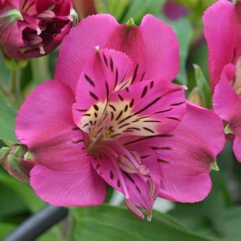 Pink Alstroemeria Flower seeds for Planting - Vibrant Colors, Heirloom & GMO Free Seeds for Home Garden