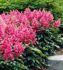 Astilbe Flower seeds for Planting Hardy Variety Heirloom & GMO Free Seeds for Home Garden
Sale for planting in home garden