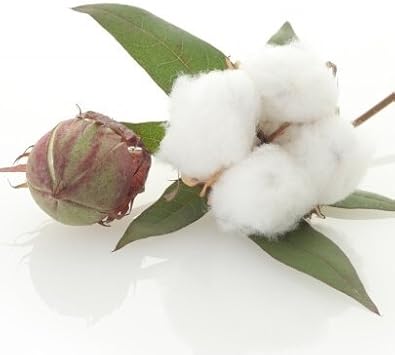 White Cotton Plant Seeds Planting Soft