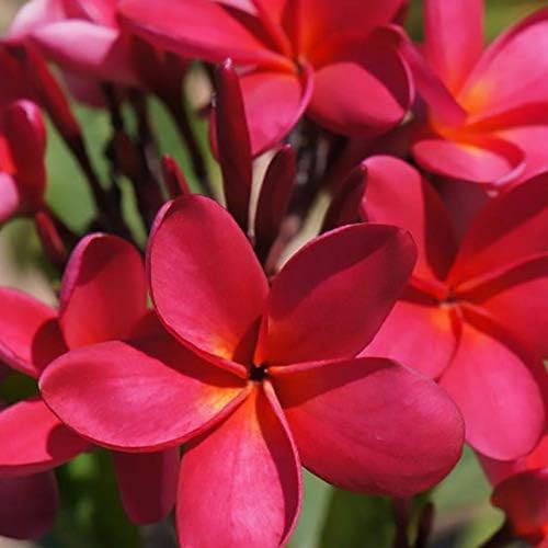 Plumeria Flower Plumeria spp. Seeds for Planting in Tropical Garden & Landscape
