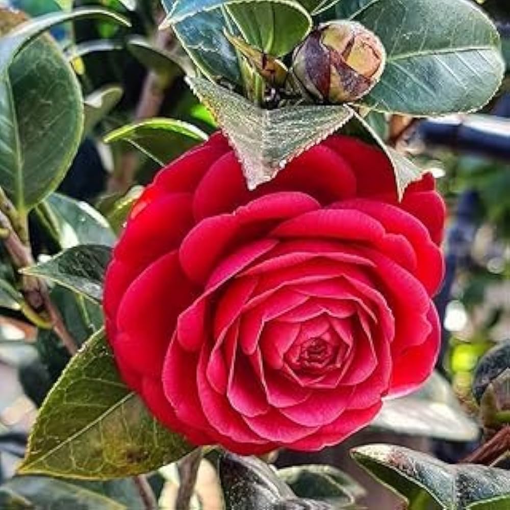 Pink Red Camellia Flores Flower Seeds for Planting Seasonal Bloomer Heirloom & GMO Free Seeds for Home Garden
Sale