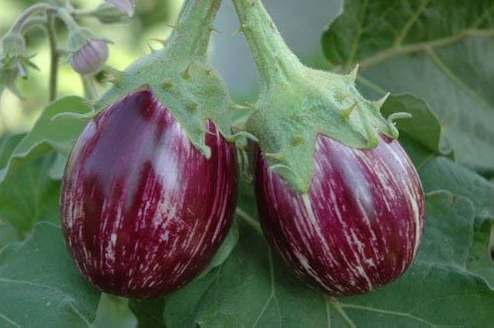 Ornamental Eggplant Seeds for Planting Decorative Pots Urban Garden