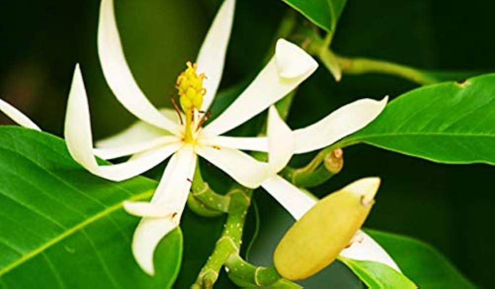 Michelia Alba Seeds for Planting in Flower Bed