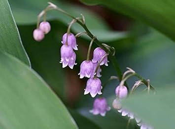 Purple Bell Orchid Flower seeds blooming in flower beds, containers, borders, and pollinator-friendly gardens