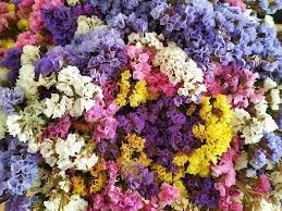 Statice Flower seeds for Planting Premium Quality Heirloom & GMO Free Seeds for Home Garden
Sale for planting in home garden