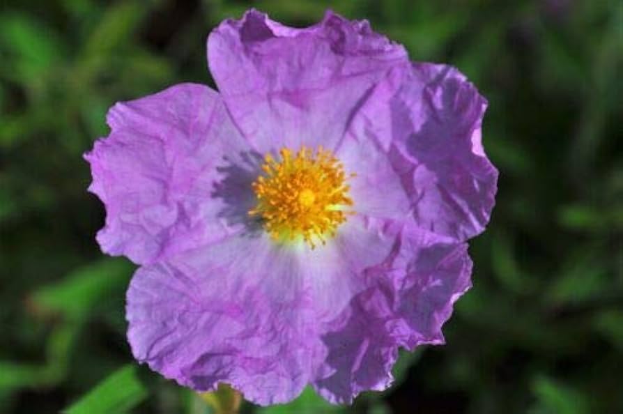 Helianthemum Helianthemum spp Flower Seeds for Planting in Flower Bed