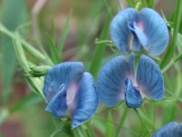 Blue Lathyrys Satuvys Flower seeds for Planting - Perfect for Borders, Heirloom & GMO Free Seeds for Home Garden
Sale for planting in home garden.