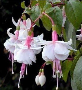 Fuchsias White Pink Flower seeds blooming in flower beds, containers, borders, and pollinator-friendly gardens