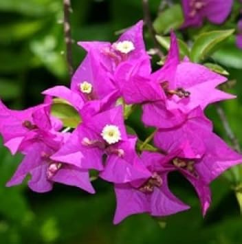 Purple (Purple Bougainvillea) seeds for planting in home garden