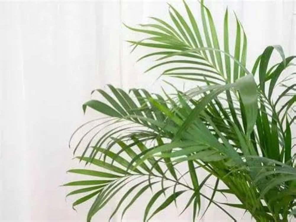 Green Chrysalidocarpus Lutescens Flower seeds for Planting - Cottage Garden Essential, Heirloom & GMO Free Seeds for Hom