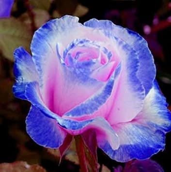 Pink and Blue Rose Flower seeds blooming in flower beds, containers, borders, and pollinator-friendly gardens