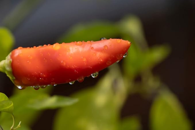 Hungarian Sweet Wax Pepper Seeds for Mild, Sweet Peppers