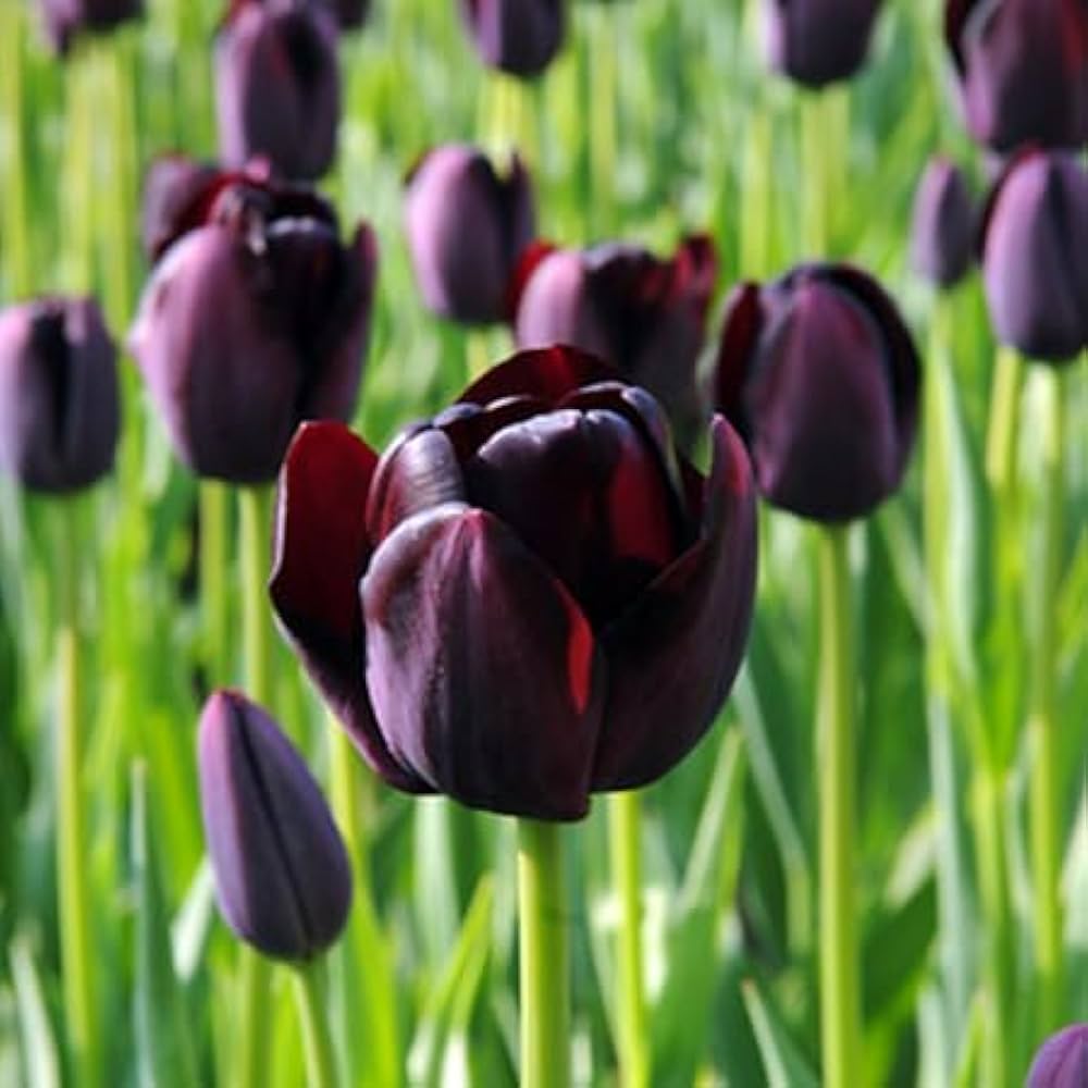 Black Tulip Flower seeds for Planting - Seasonal Bloomer, Heirloom & GMO Free Seeds for Home Garden
Sale seeds for home garden