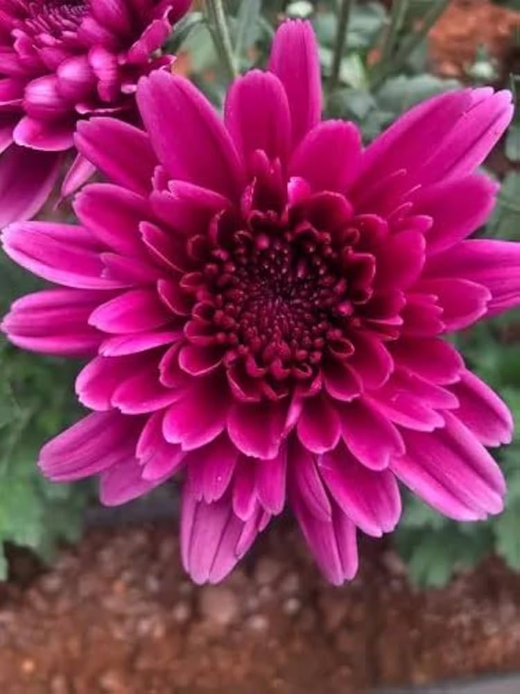 Chrysanthemum Chrysanthemum spp. Seeds for Planting - Ideal for Flower Bed & Urban Garden