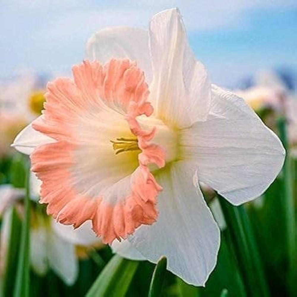 Pale Pink Narcissus Flower seeds for Planting - Shade Tolerant, Heirloom & GMO Free Seeds for Home Garden