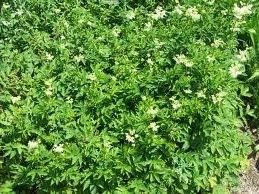 Green Filipendula Flower seeds for Planting - Fragrant Blossoms, Heirloom & GMO Free Seeds for Home Garden
Sale for planting in home garden.