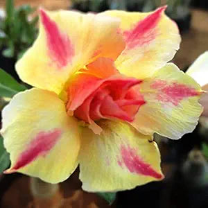Multi Geranium Flower Seeds Long Bloom Season Heirloom & GMO Free Seeds for Home Garden
Sale for planting in home garden