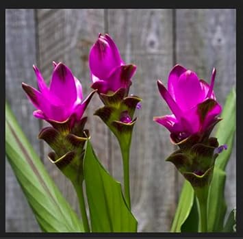 Curcuma Flower Seeds (Heirloom Non-GMO Organic Garden Seeds for Planting
Sale) seeds for home garden