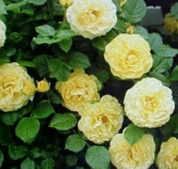Light Yellow Climbing Rose Flower Seeds for Planting, Heirloom Non-GMO Organic Garden Seeds
Sale seeds for home garden