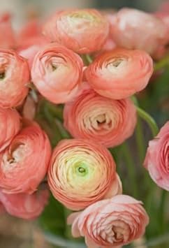 Red Primrose Flower Seeds Sun Loving Heirloom & GMO Free Seeds for Home Garden
Sale for planting in home garden