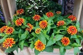 Zowie Flower seeds for Planting - Bright Blooms, Heirloom & GMO Free Seeds for Home Garden
Sale seeds for home garden