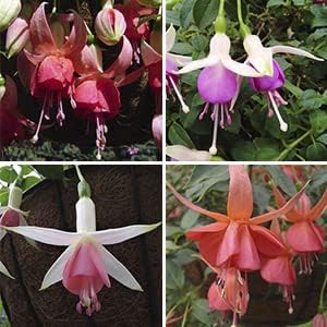 MultiColored Fuchsia Flower seeds blooming in flower beds, containers, borders, and pollinator-friendly gardens