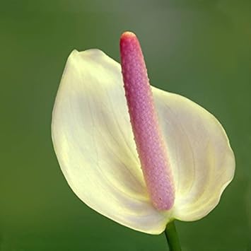 Pink White Anthurium Flower seeds blooming in flower beds, containers, borders, and pollinator-friendly gardens