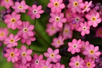 Burgundy Adenium Obesum Flower Seeds for Planting Shade Tolerant Heirloom & GMO Free Seeds for Home Garden
Sale for planting in home garden