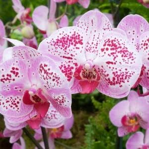 White Oxalis Laciniata Flower Seeds for Planting Shade Tolerant Heirloom & GMO Free Seeds for Home Garden
Sale for planting in home garden