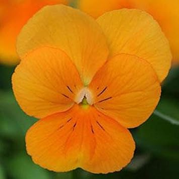 Orange Viola Sorbet Flower seeds blooming in flower beds, containers, borders, and pollinator-friendly gardens