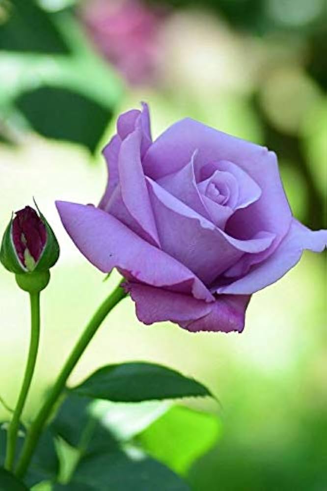 Violet Green Rose Flower Seeds for Planting Bright Blooms Heirloom & GMO Free Seeds for Home Garden
Sale