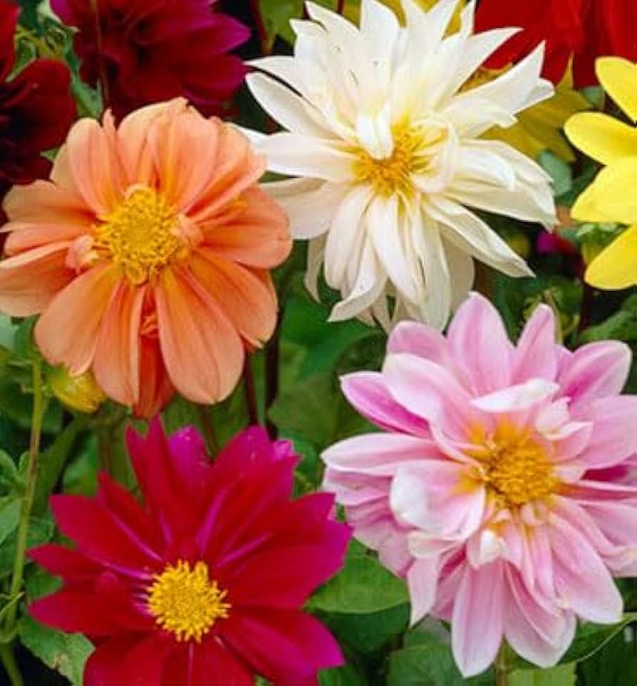 Mixed Color Flower seeds for Planting - Shade Tolerant, Heirloom & GMO Free Seeds for Home Garden