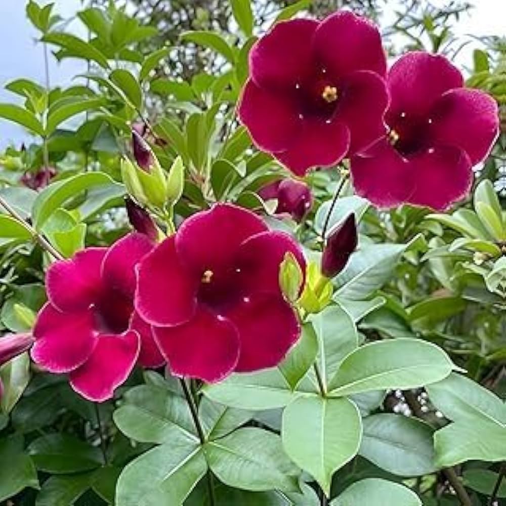 Package of 20 Allamanda cathartica flower seeds from Evergrowseeds for planting, small seed packets with colorful flower illustrations.