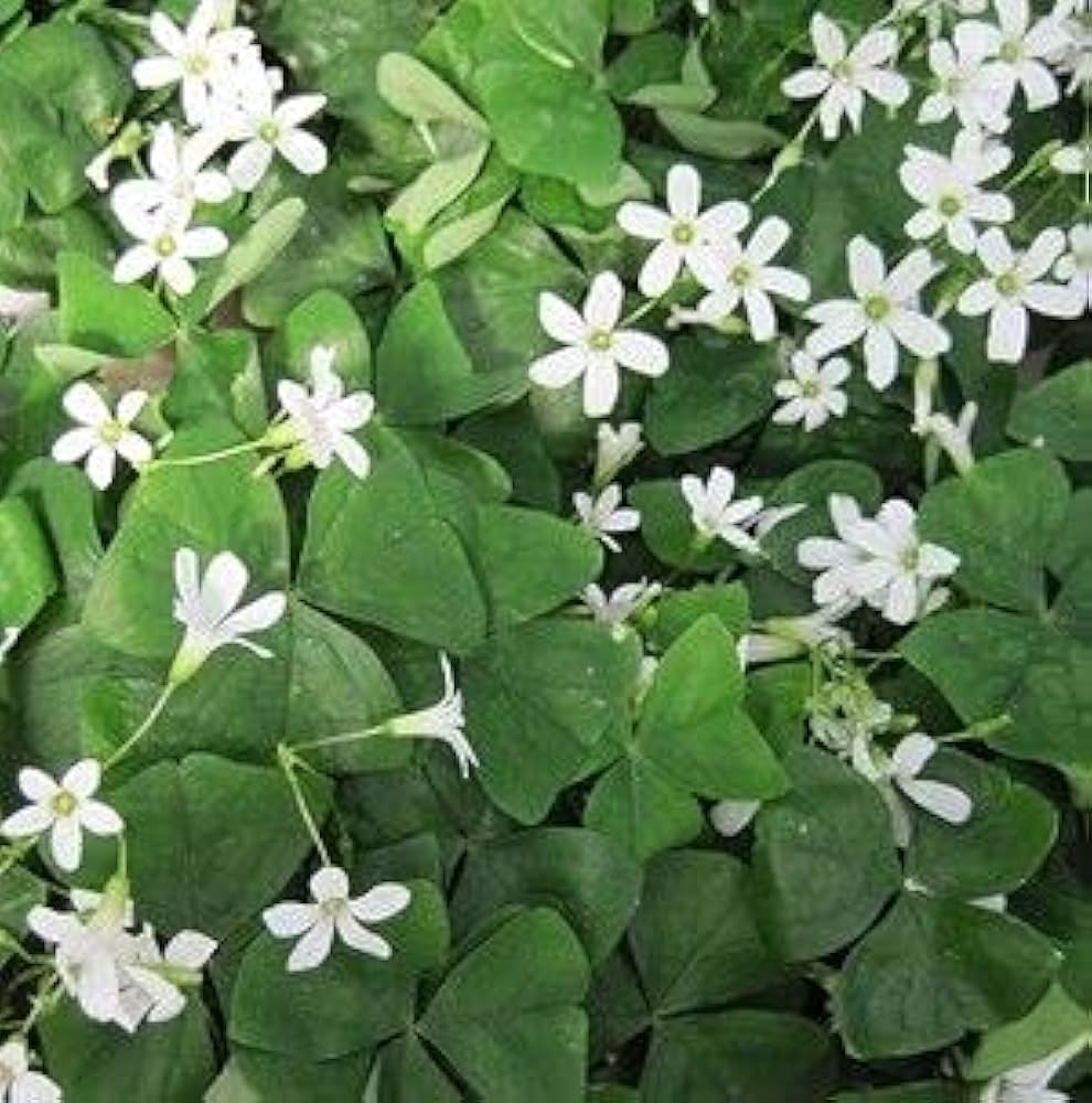 Oxalis Acetosella Flower seeds for Planting - Shade Tolerant, Heirloom & GMO Free Seeds for Home Garden