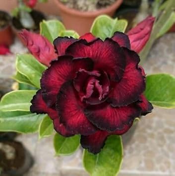 Black Adenium Flower Seeds – Exotic Wildflower Mix Heirloom & NonGMO for Home Garden
Sale for planting in home garden