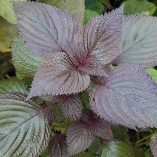 Purple Perilla Flower seeds for Planting - Cottage Garden Essential, Heirloom & GMO Free Seeds for Home Garden
Sale seeds for home garden