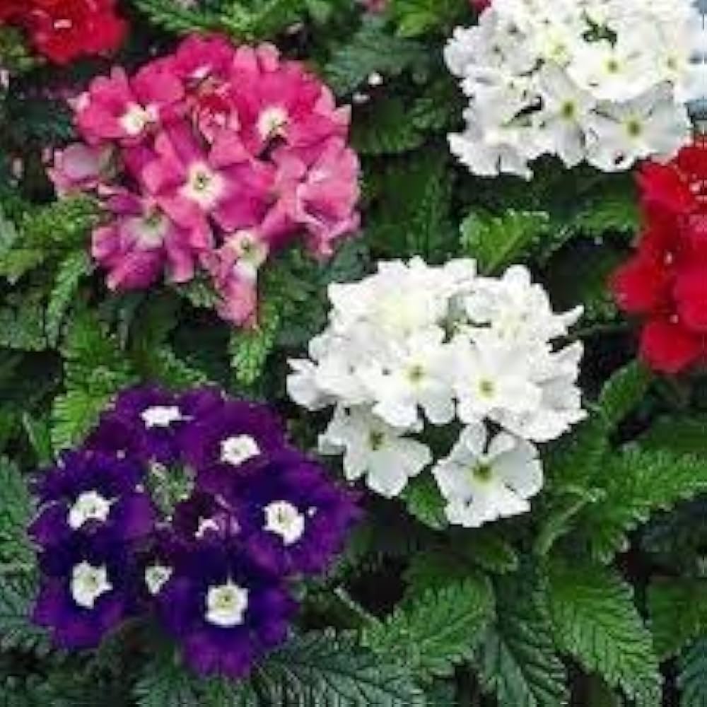 Verbena Mixed Colors Flower Seeds for Planting Heirloom Non-GMO Seeds