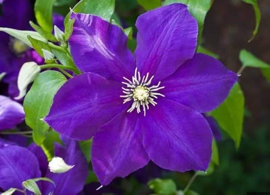 Sweet Clematis Seeds for Planting Clematis terniflora for trellis gardens and fences