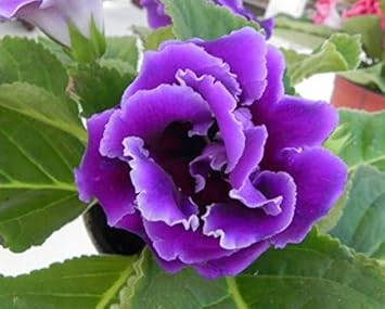 Heirloom Gloxinia Perennial Flower seeds blooming in flower beds, containers, borders, and pollinator-friendly gardens