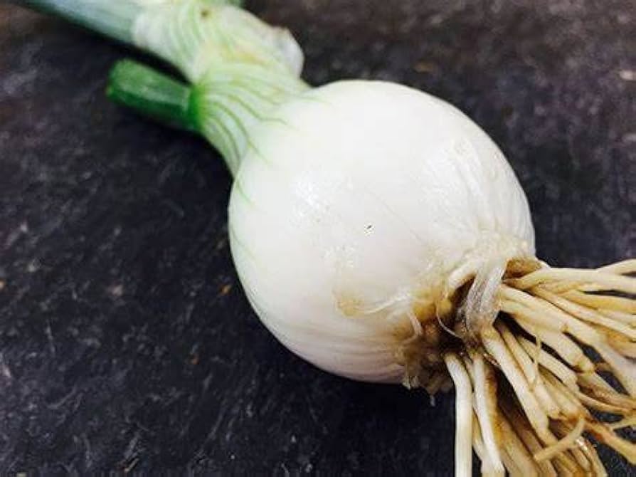 Southport White Globe Onion Seeds Allium cepa for Planting in Kitchen Garden and Vegetable Patch